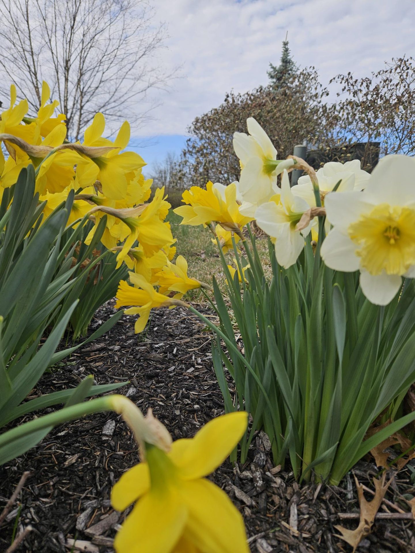 spring daffodils scaled